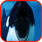 Killer Whale Wallpaper HD icon