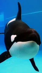 Killer Whale Wallpaper HD APK download