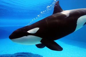 Killer Whale Wallpaper HD screenshot 1