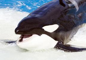 Killer Whale Wallpaper HD اسکرین شاٹ 2