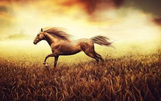 Horse Wallpaper poster