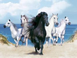 Horse Wallpaper screenshot 1