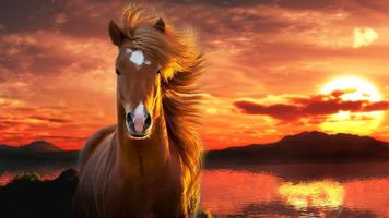 Horse Wallpaper screenshot 2