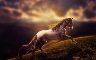 Horse Wallpaper screenshot 3
