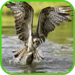 Descargar APK de Hawk Wallpaper