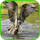 Hawk  Wallpaper APK