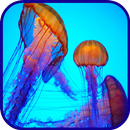 Jellyfish Tapety aplikacja