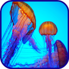 Jellyfish Wallpaper icône