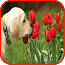 Labrador Tapety aplikacja
