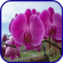 Orchidee Wallpaper-APK