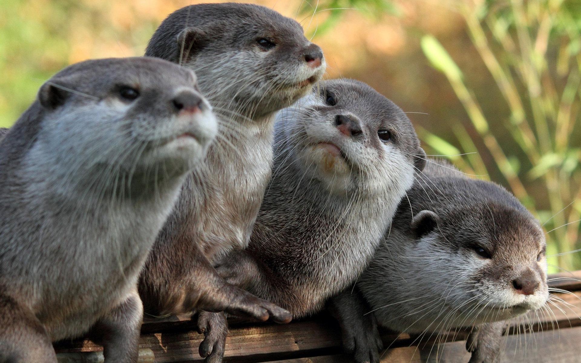 Otter Wallpaper For Android Apk Download
