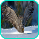 uil Wallpaper-APK