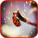 Behangvan hetlieveheersbeestje-APK