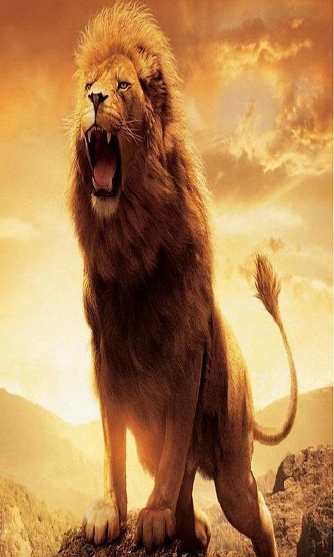 Lion Wallpapers Hd For Android Apk Download