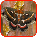 Moth Tapety aplikacja
