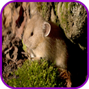 muis Wallpaper-APK