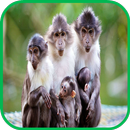 APK Monkey Wallpaper