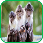 Monkey Wallpaper ไอคอน