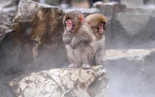 Monkey Wallpaper ภาพหน้าจอ 3