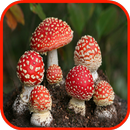APK Mushroom Wallpaper