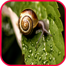 Snail Fond d'écran APK