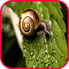 Snail Wallpaper icon