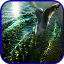 Seagull Wallpaper APK