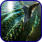 Seagull Wallpaper আইকন