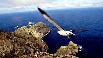 Seagull Wallpaper স্ক্রিনশট 3