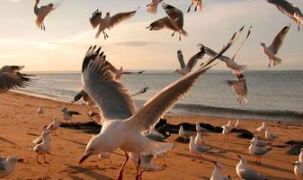 Seagull Wallpaper পোস্টার