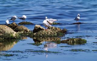 Seagull Wallpaper স্ক্রিনশট 1