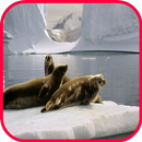 Seal Wallpaper aplikacja