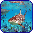 Shark Wallpaper APK