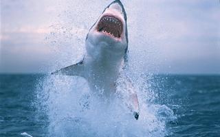 Shark Wallpaper screenshot 2