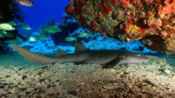 Shark Wallpaper screenshot 3