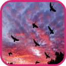 Sky Wallpaper-APK