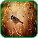 Sparrow Wallpaper APK