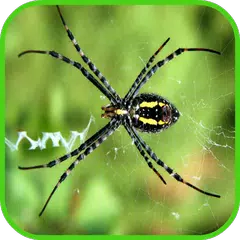 Spinne Tapete APK Herunterladen