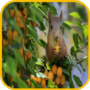Wiewiórka Tapety aplikacja