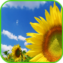 Fond d'écran de tournesol APK