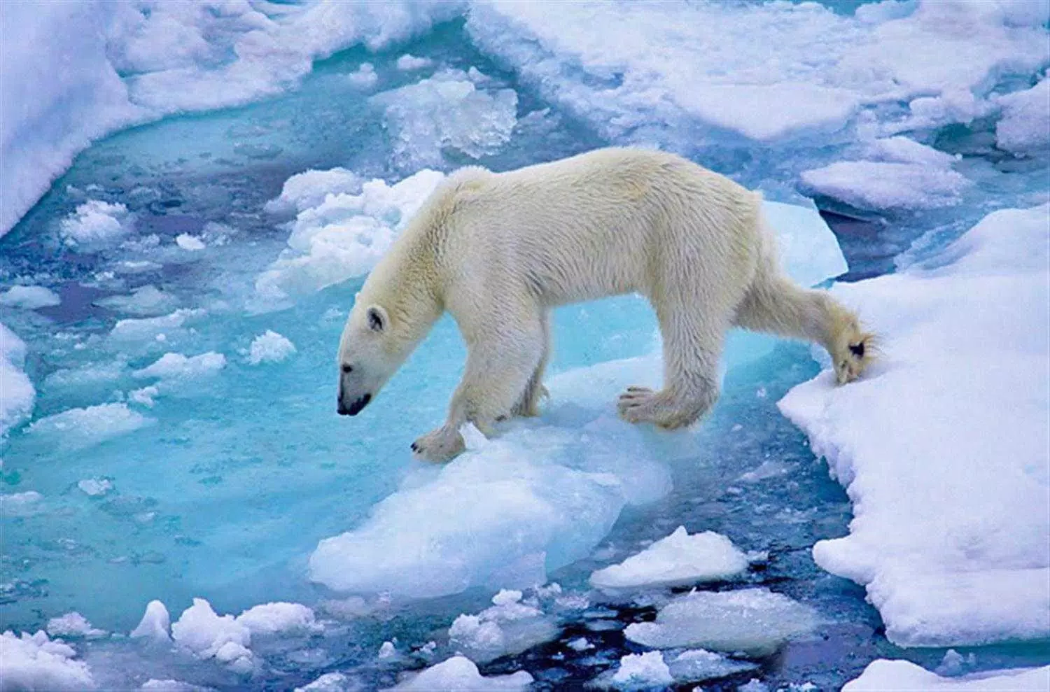 الدب القطبي خلفيات APK للاندرويد تنزيل