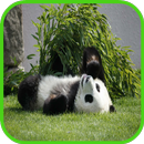 Panda Wallpaper APK