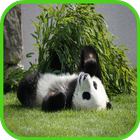 آیکون‌ Panda Wallpaper