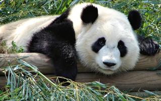 پوستر Panda Wallpaper