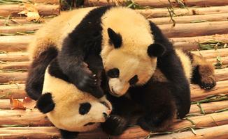 برنامه‌نما Panda Wallpaper عکس از صفحه