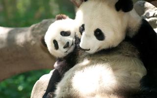 برنامه‌نما Panda Wallpaper عکس از صفحه