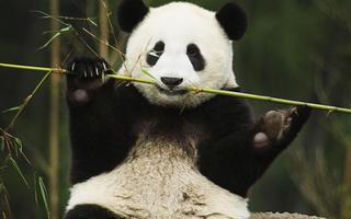 برنامه‌نما Panda Wallpaper عکس از صفحه