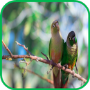 APK Parrot Wallpaper
