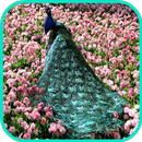 Peacock Wallpaper APK