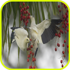 Pigeon Wallpaper آئیکن